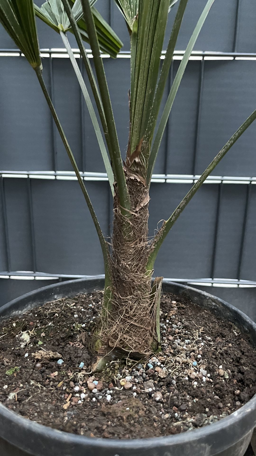 Trachycarpus fortunei Chinesische Hanfpalme 6070cm TCF6070